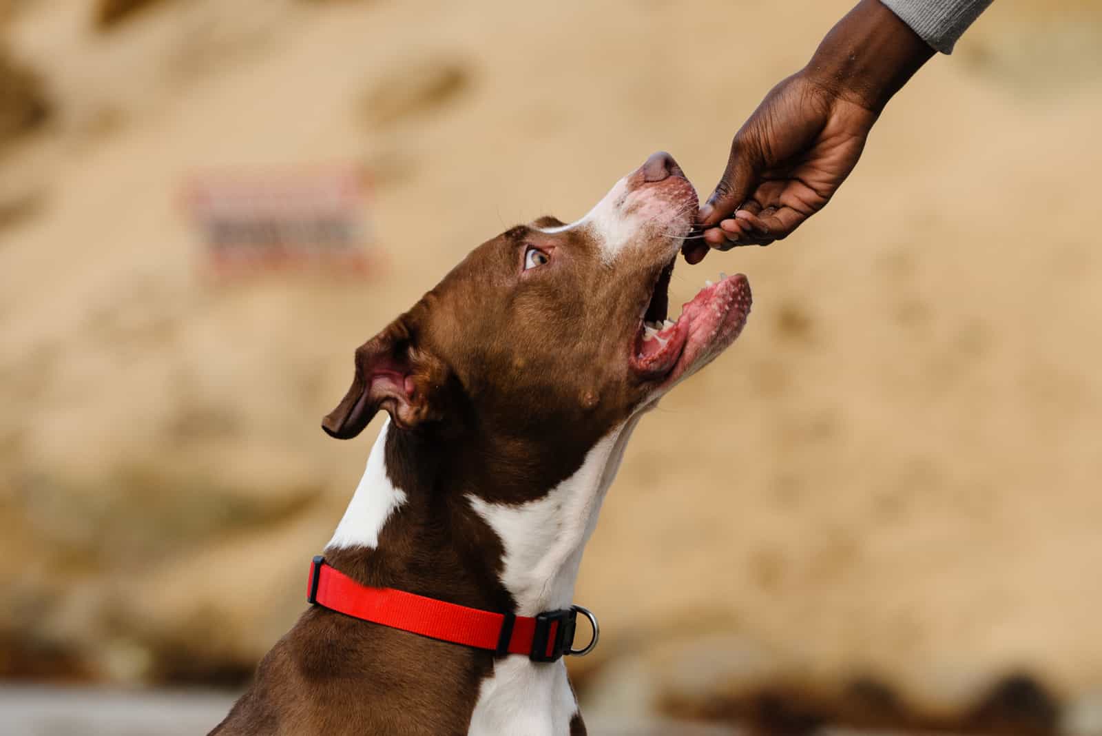 American Pitbull Terrier siendo alimentado con una golosina por el dueño