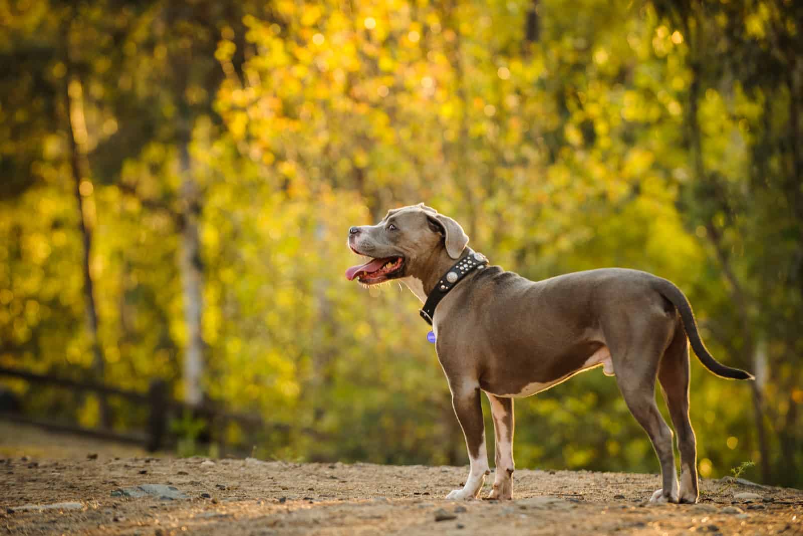 american pitbull terrier en la naturaleza