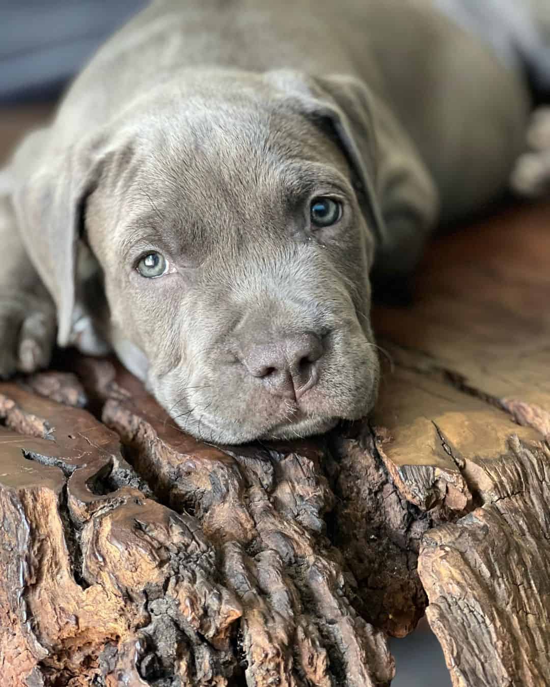 cachorro american pitbull terrier