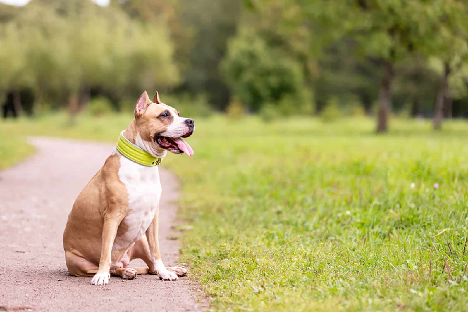 terrier american staffordshire con orejas cortadas