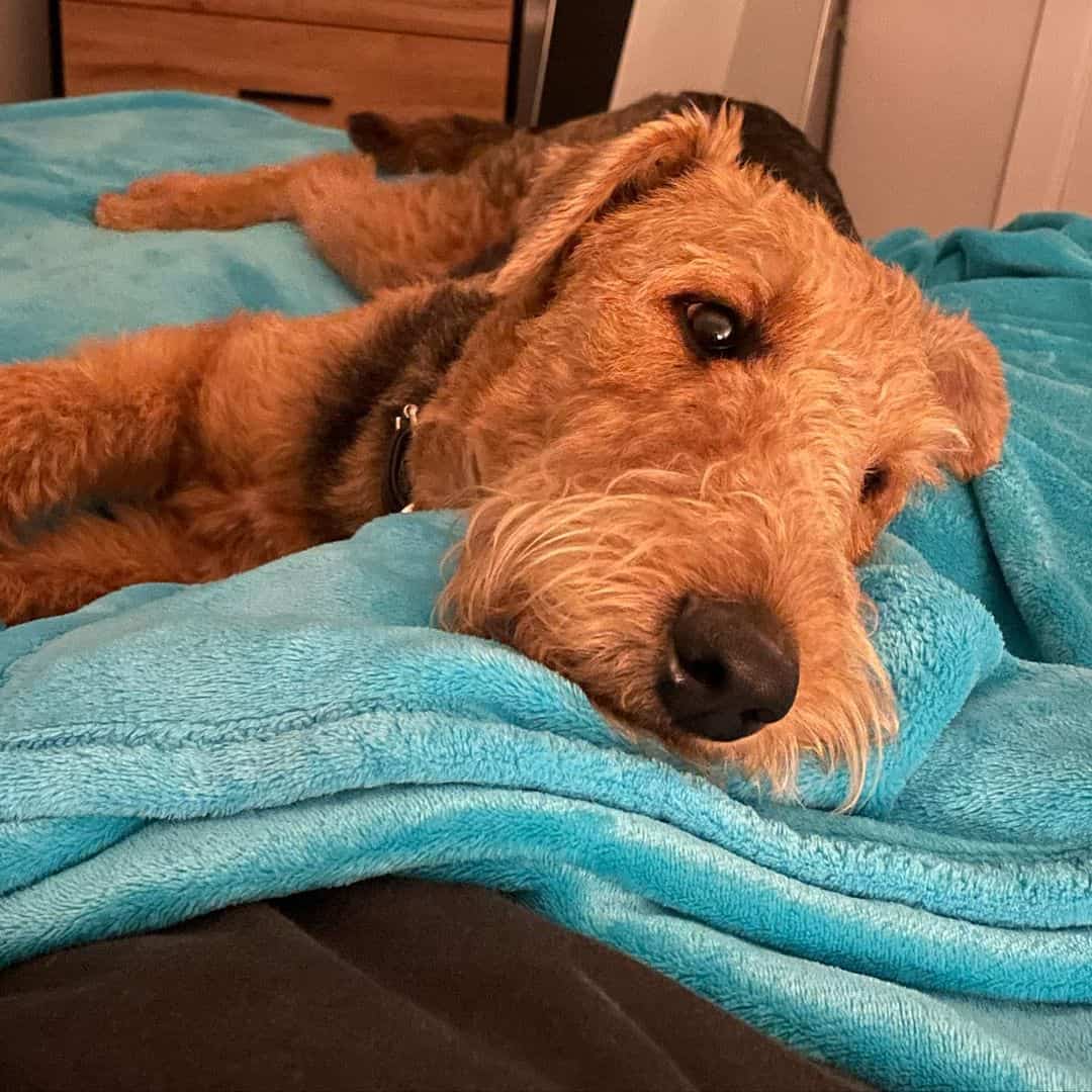 un cachorro de Airedale Terrier acostado sobre una manta