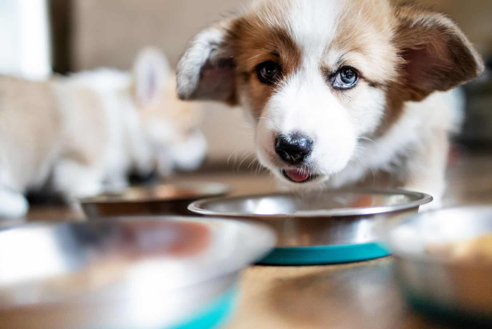un perro adorable come de un tazón