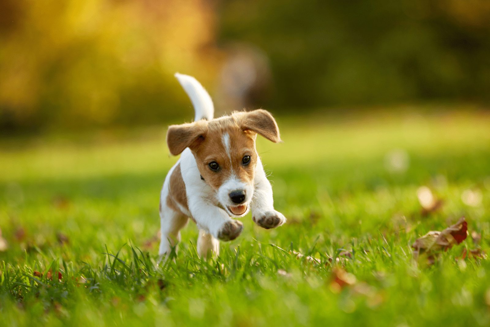 un perro adorable corre por el campo