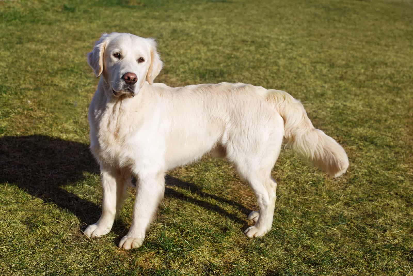 un retriever blanco adulto de pie en una pradera