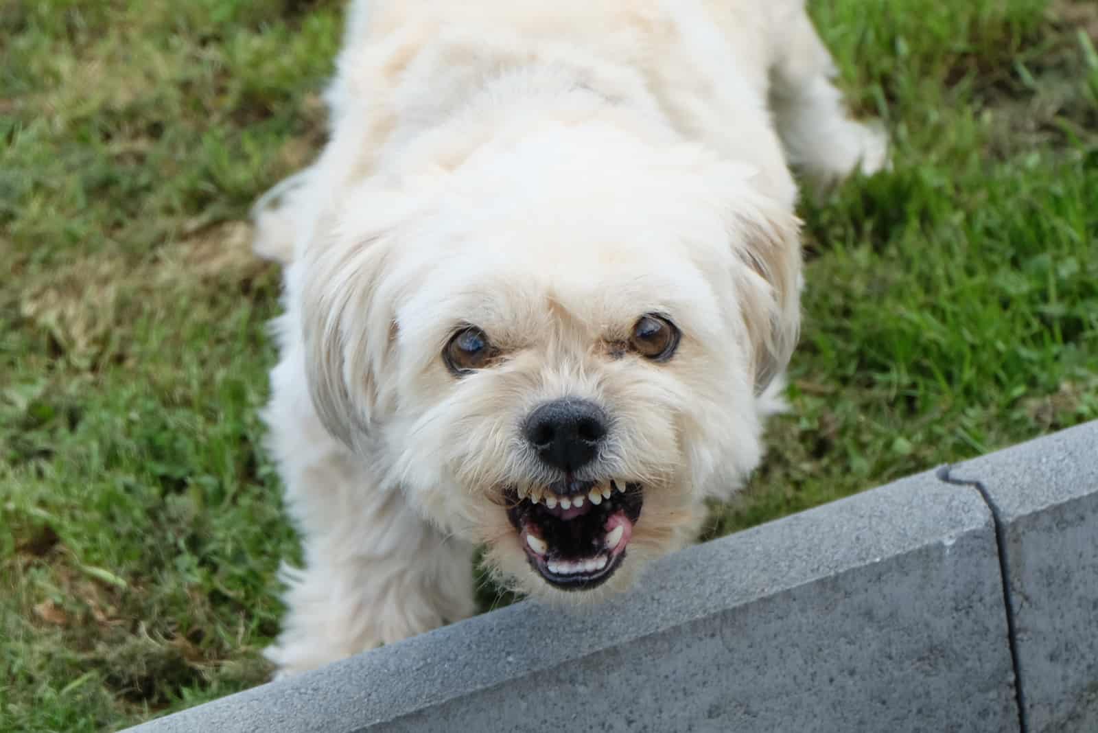 un perro agresivo ladra a un visitante