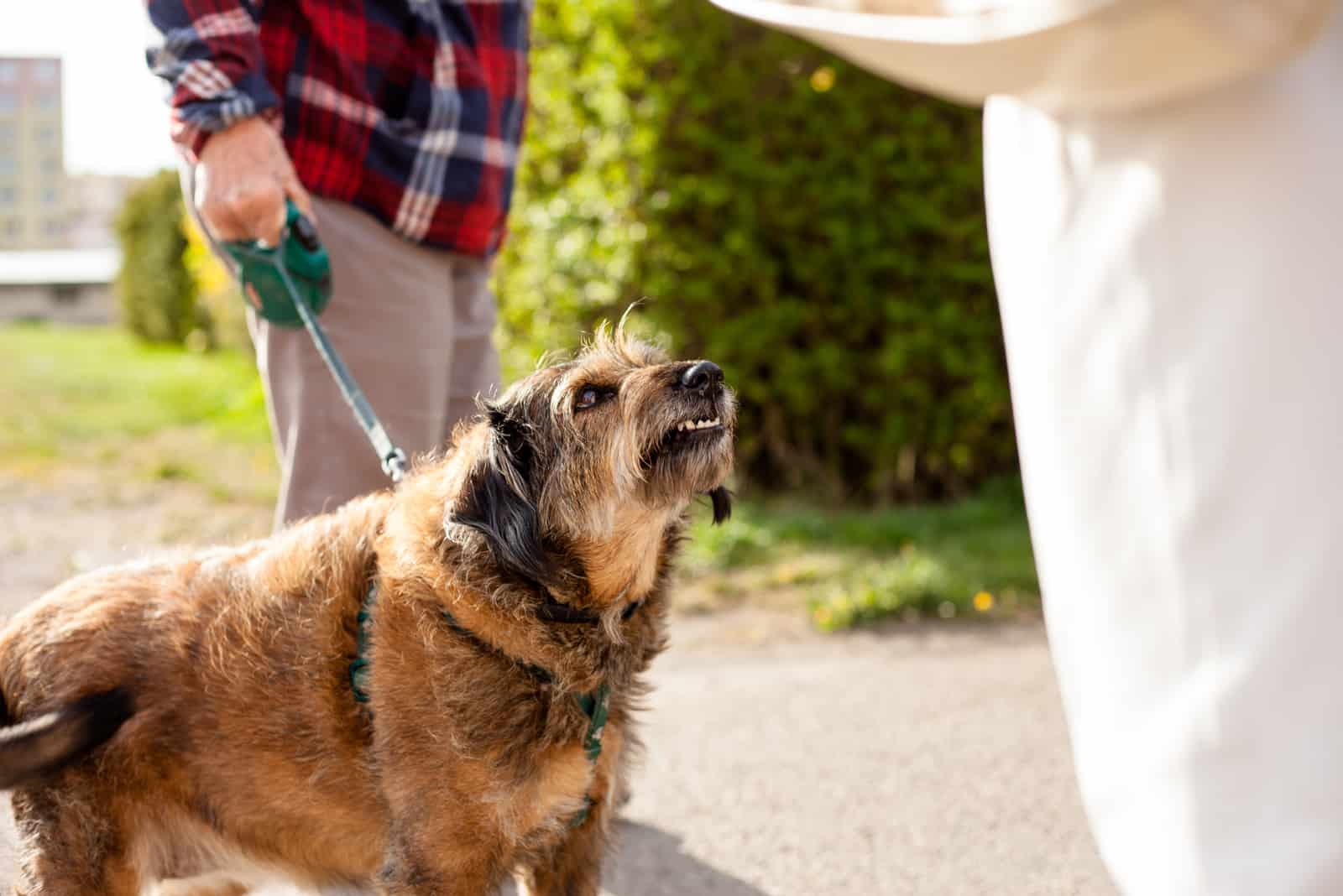 un perro agresivo con correa ladrando a una persona