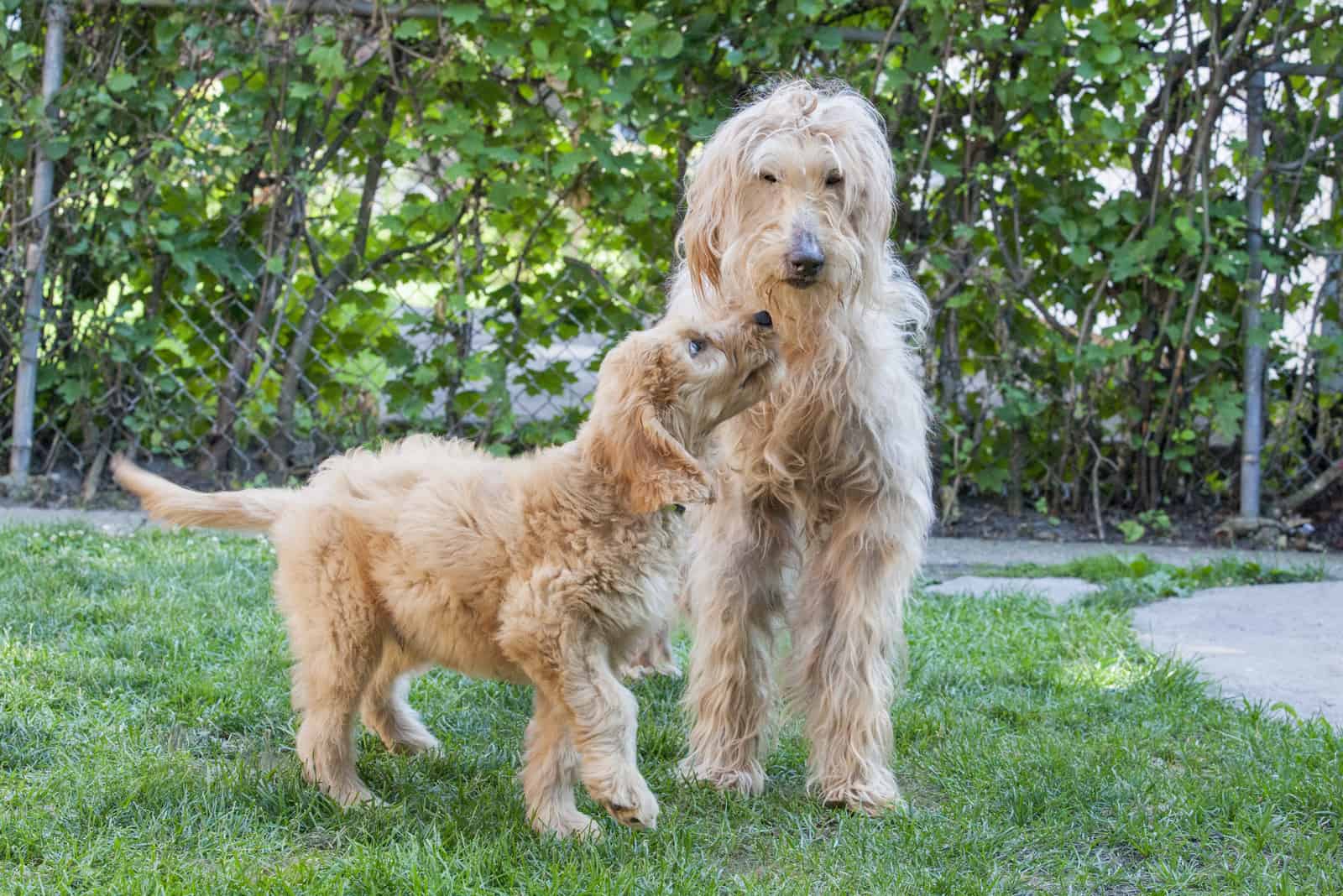 un perro goldendoodle adulto y un cachorro goldendoodle parados en el patio