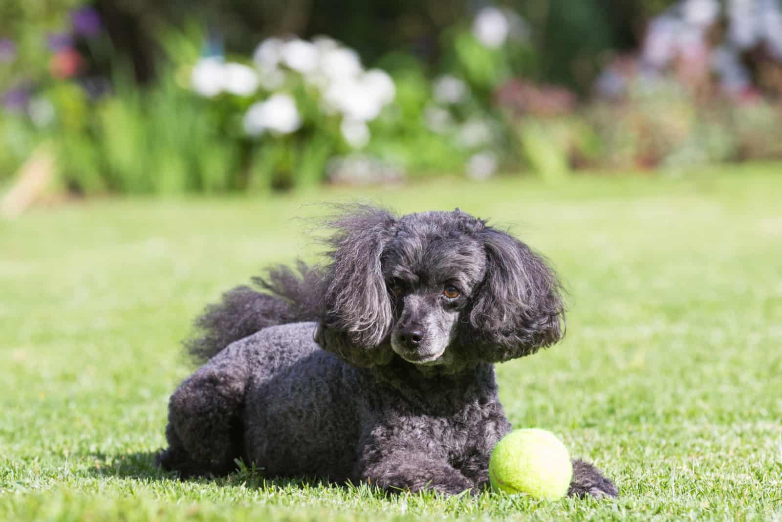 un mini caniche negro más viejo yace en el parque junto a una pelota de tenis