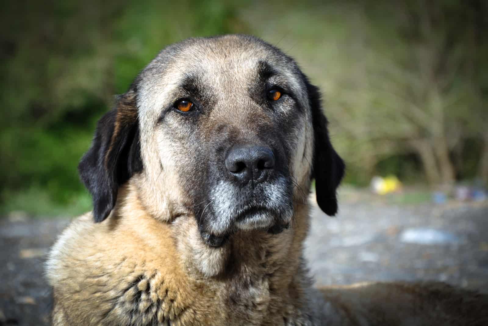 retrato de la cara de un pastor de anatolia