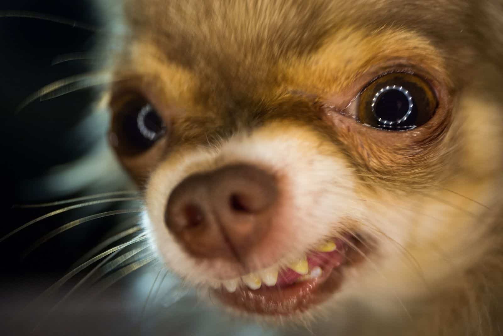 chihuahua enojado enfocándose en la cara