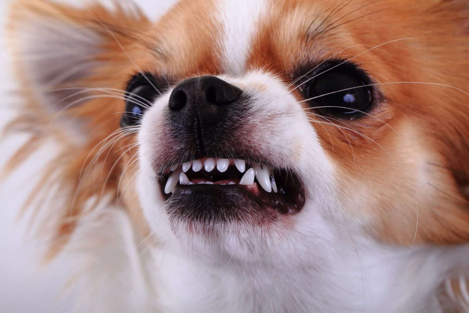 chihuahua enojado mostrando los dientes a la cámara
