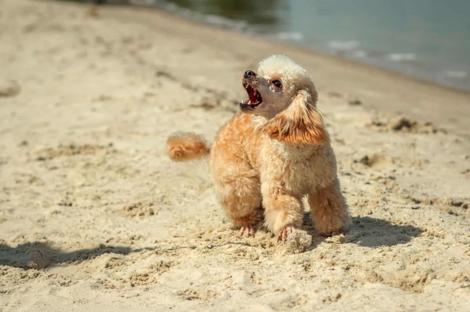 caniche enojado ladrando en la playa
