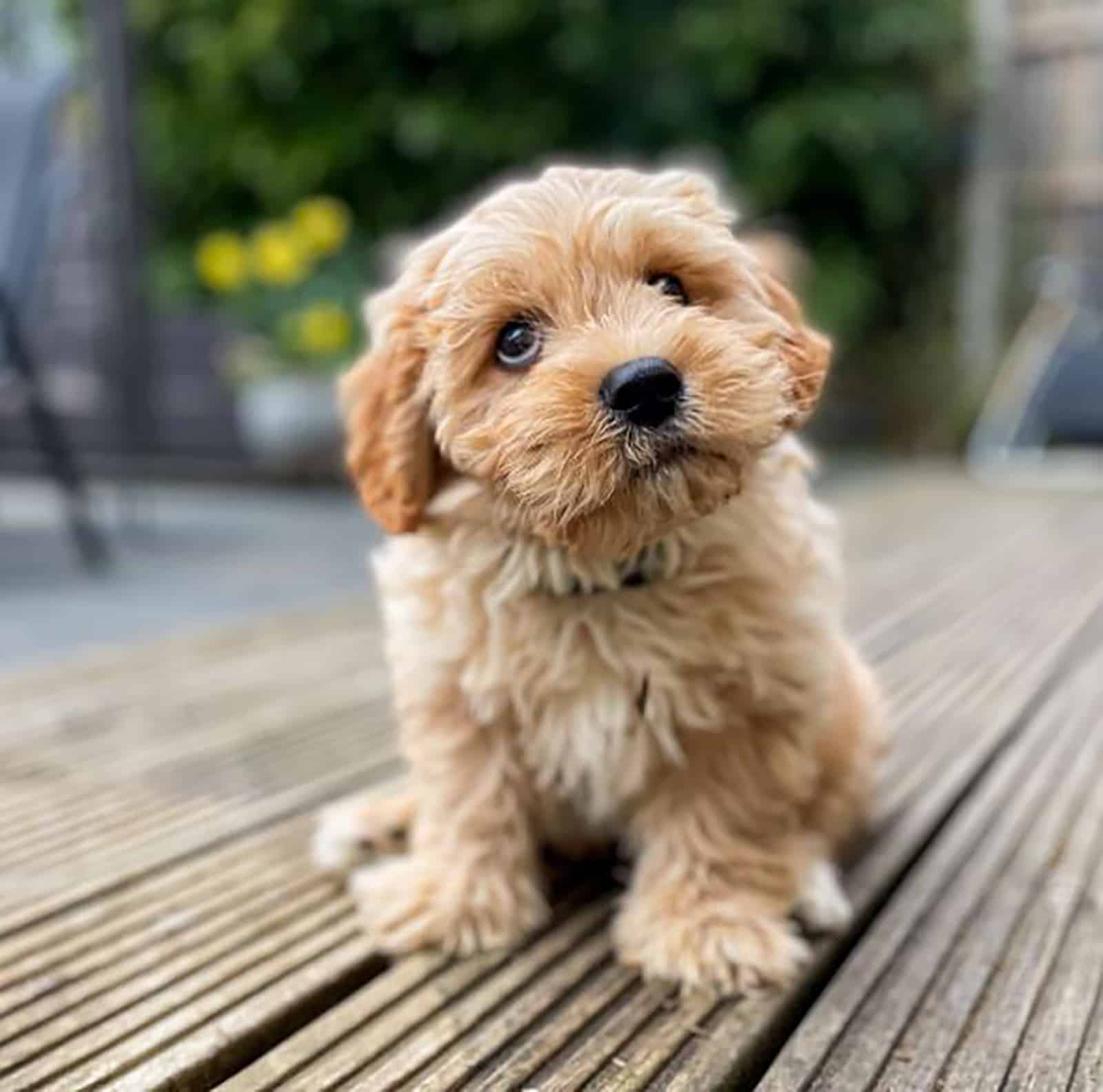 perro cavachon albaricoque sentado al aire libre