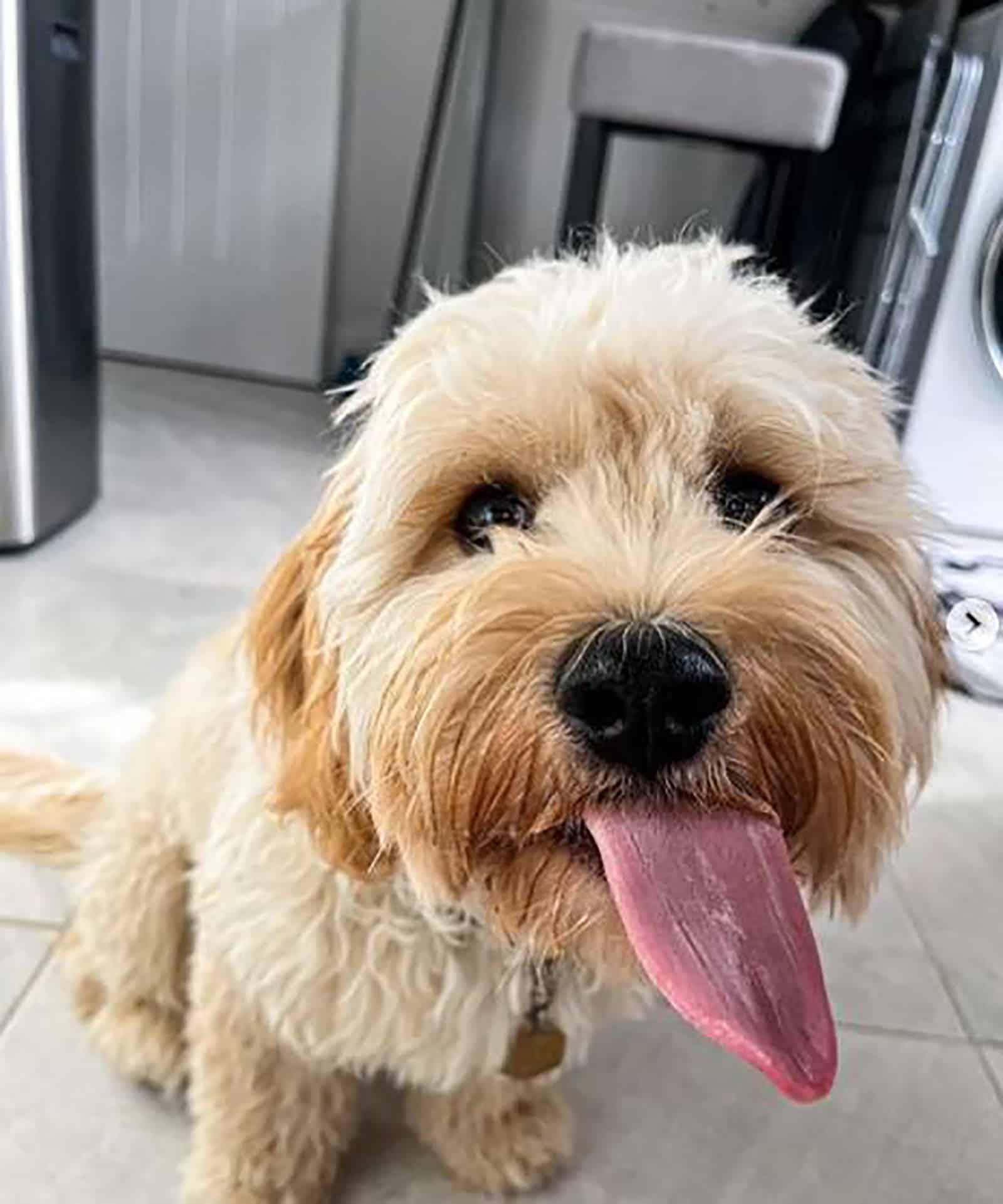 cavachon albaricoque con la lengua afuera sentado en interiores