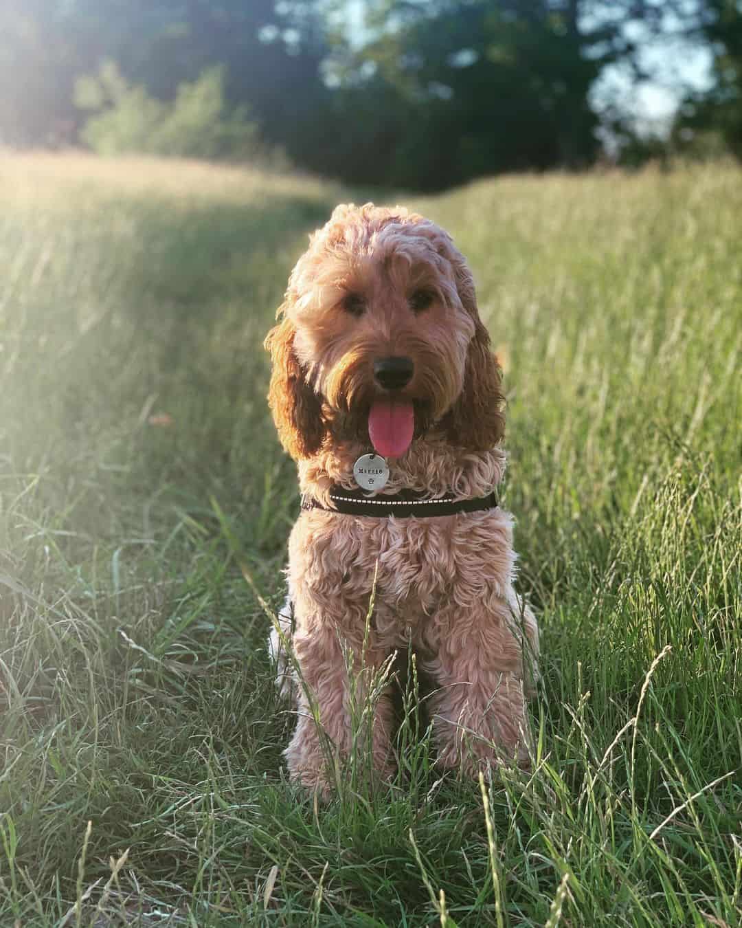 cockapoo damasco