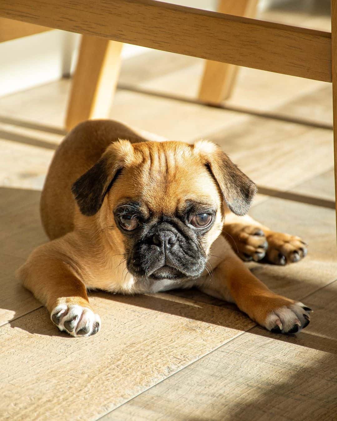 cachorro pug albaricoque