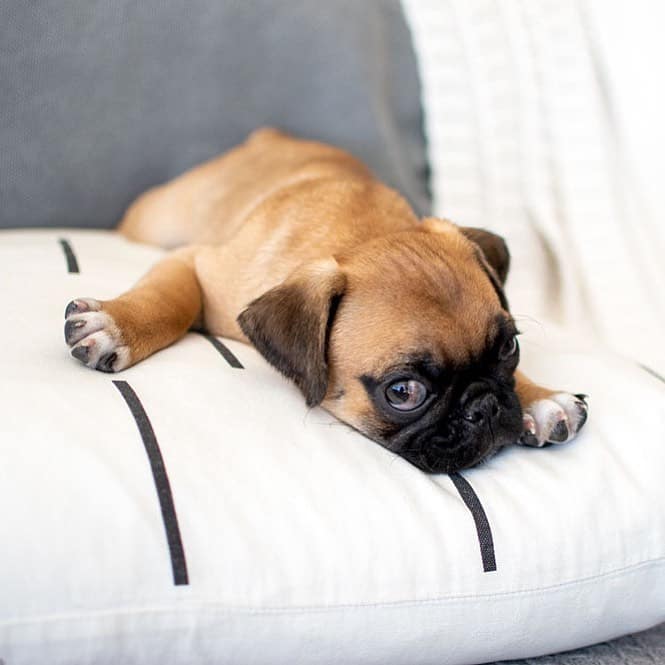 pug albaricoque descansando