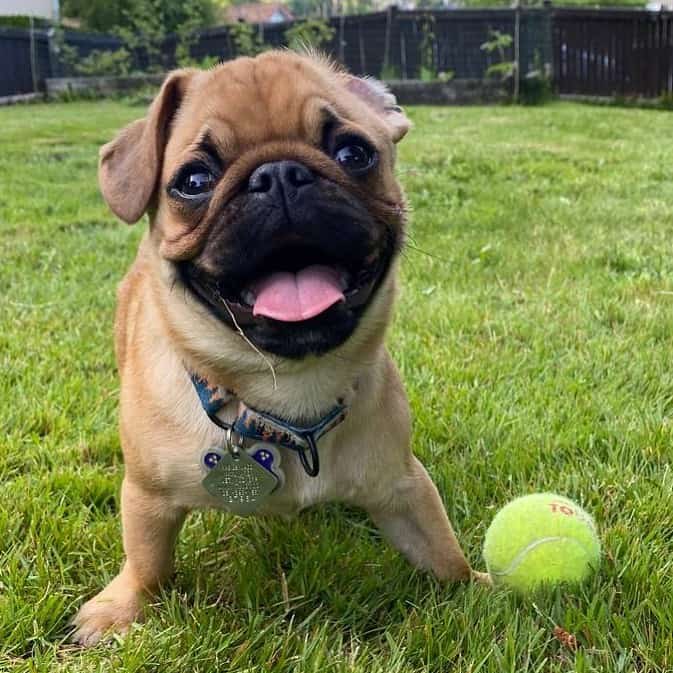 pug albaricoque sonriendo