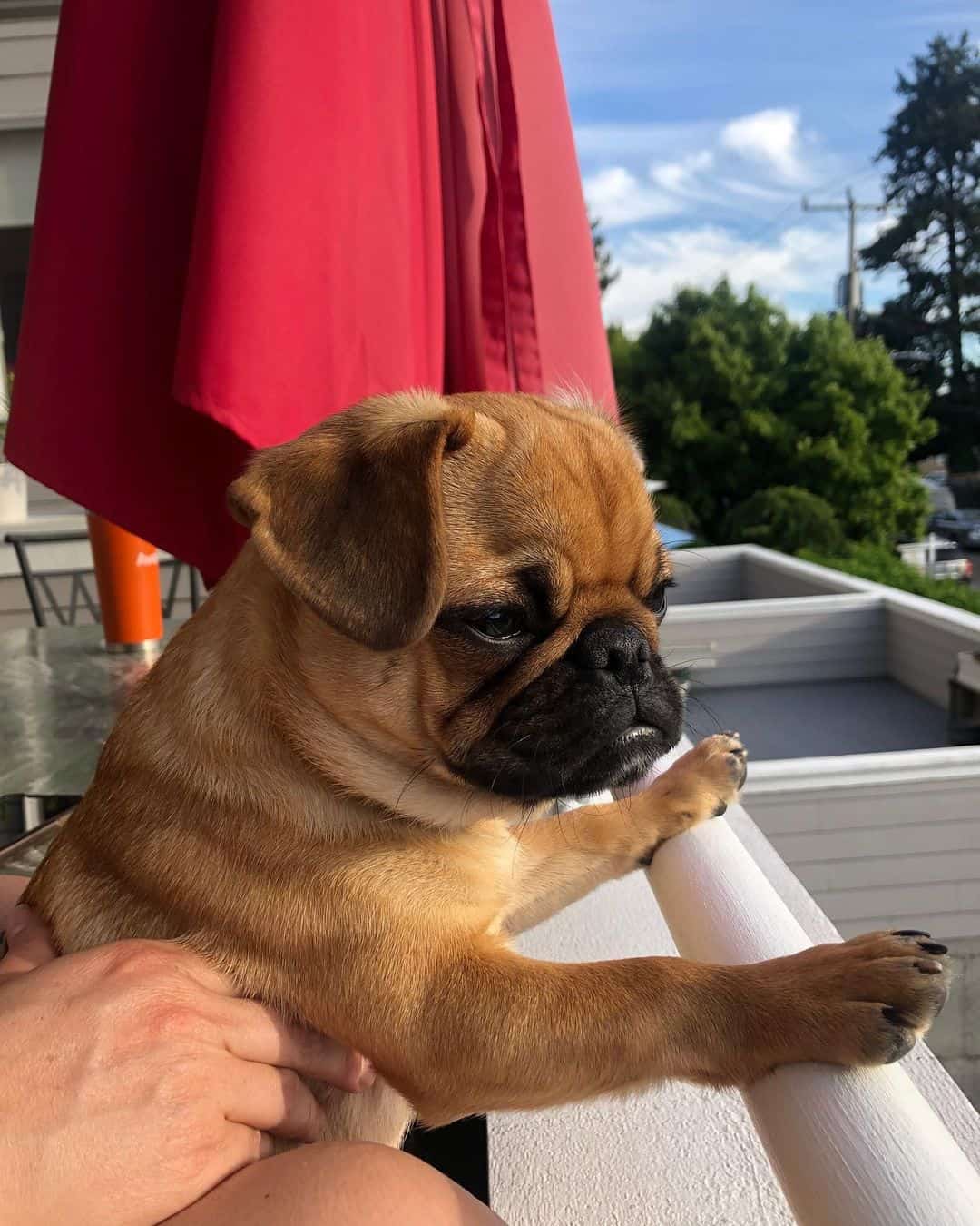cachorro albaricoque sostenido por su dueño