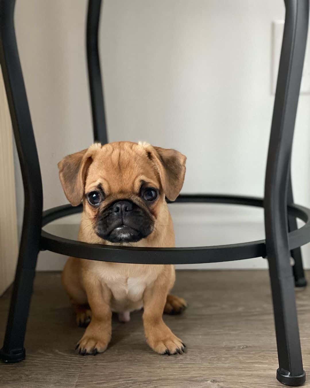 cachorro albaricoque bajo una mesa