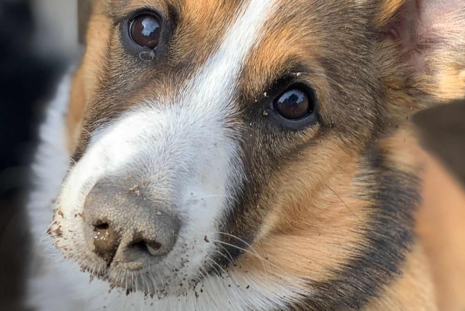 retrato de cachorro auggie en primer plano con tierra en el hocico