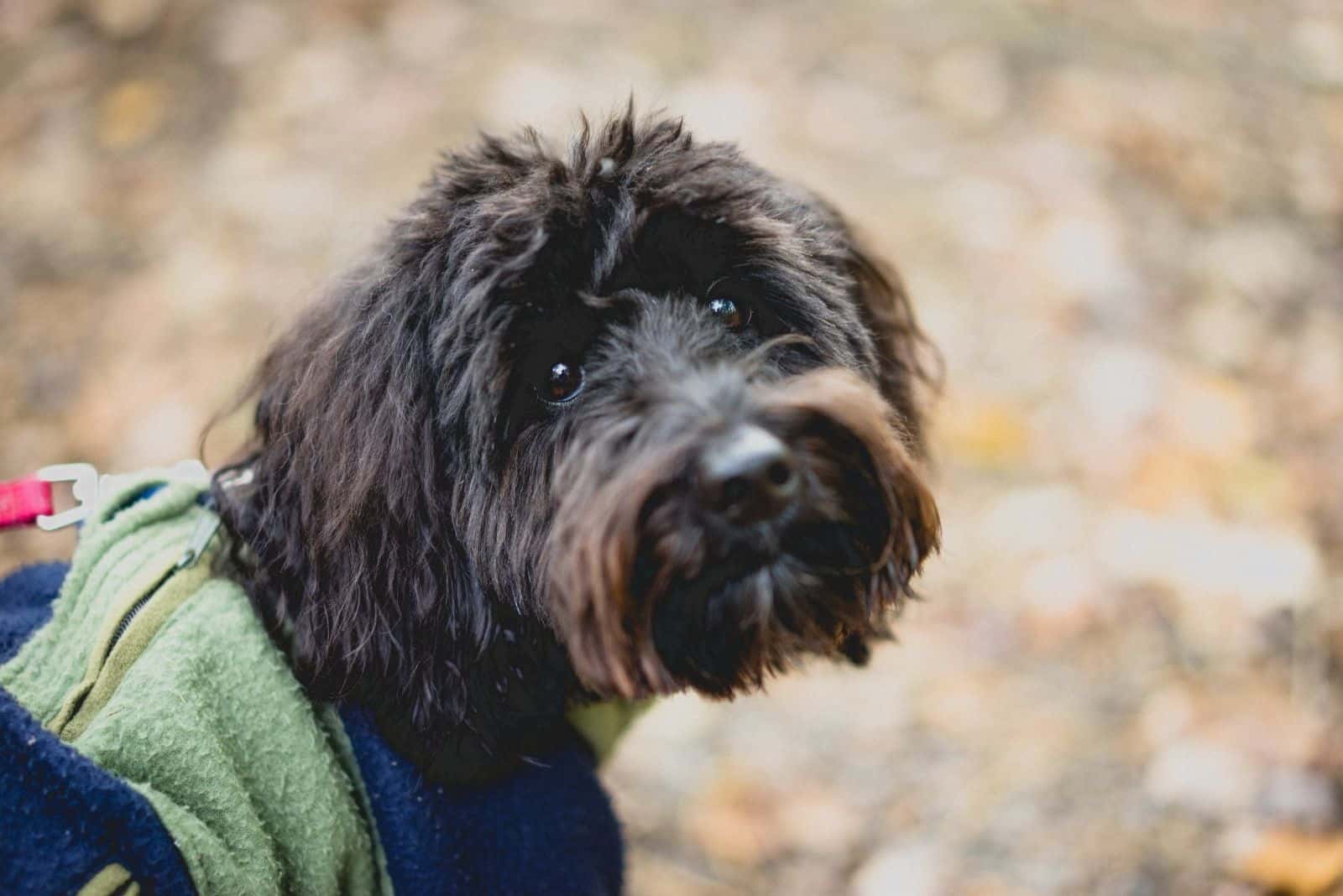 perro ausiedoodle mirando hacia atrás mientras está de pie al aire libre