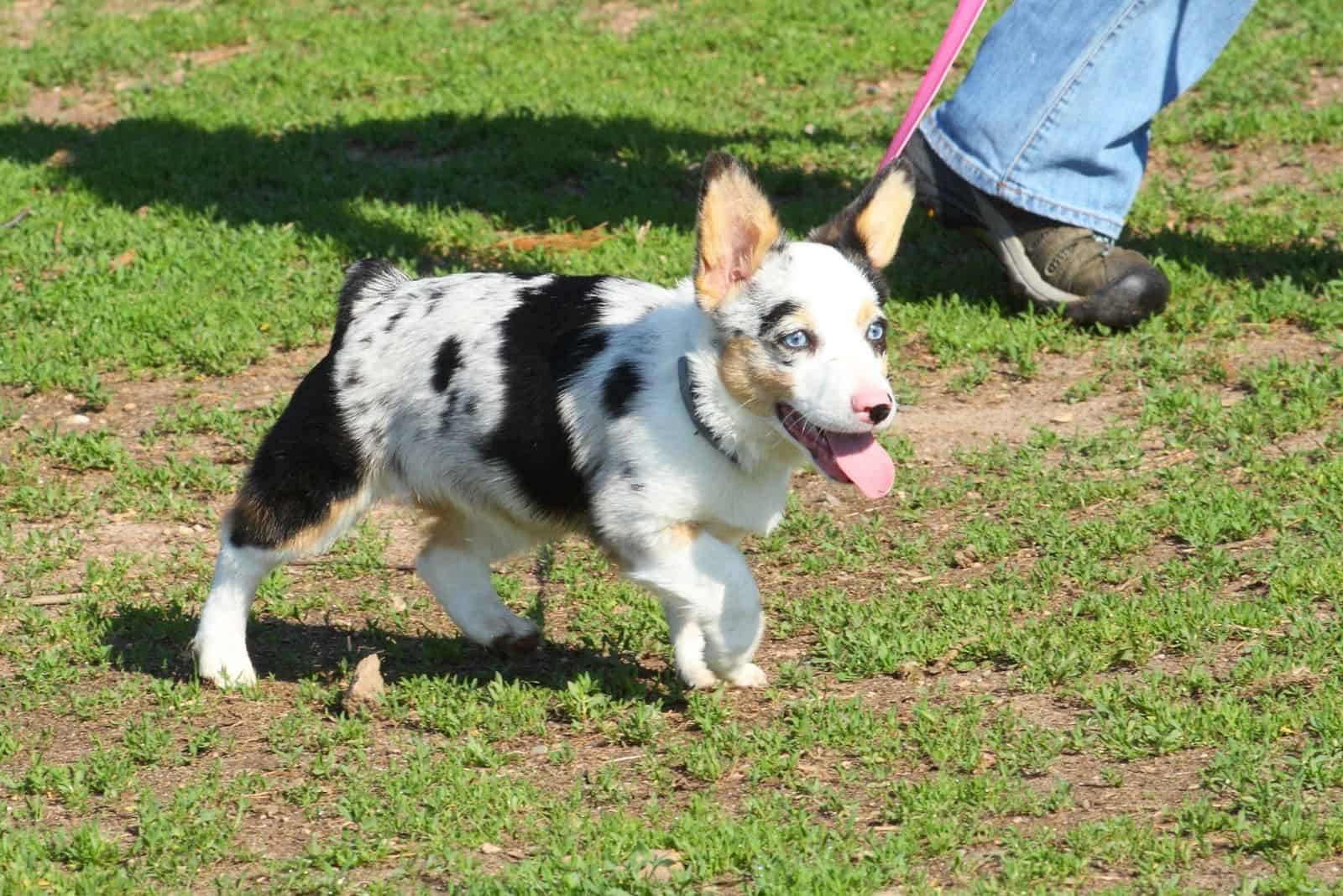 cachorro mezcla de corgi y aussie caminando en el campo junto al dueño