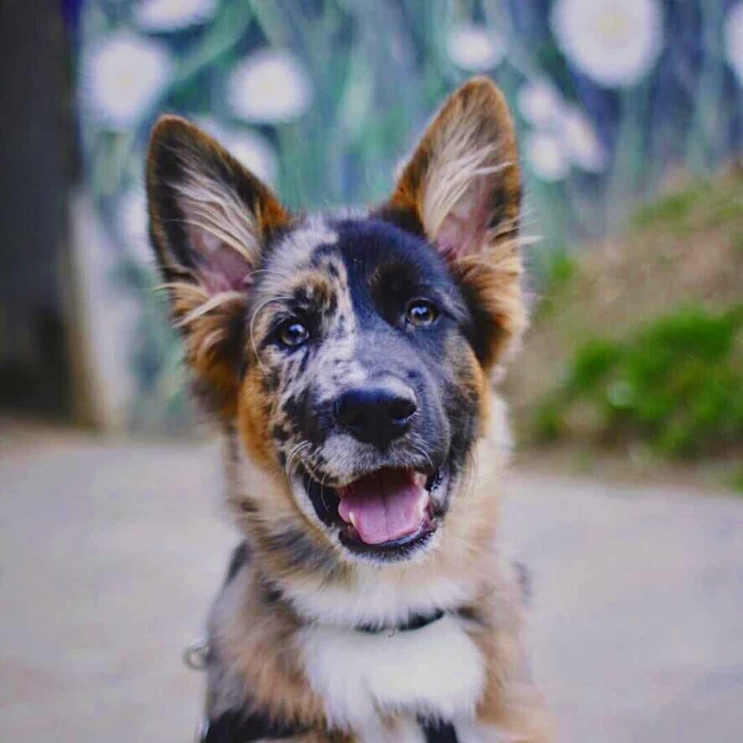 perro ovejero alemán australiano en una foto de cabeza