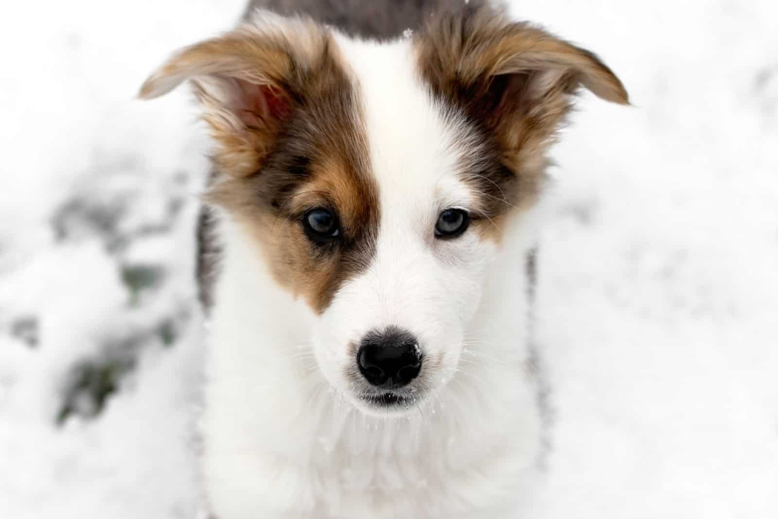 cachorro perro mezcla aussie parado en la nieve