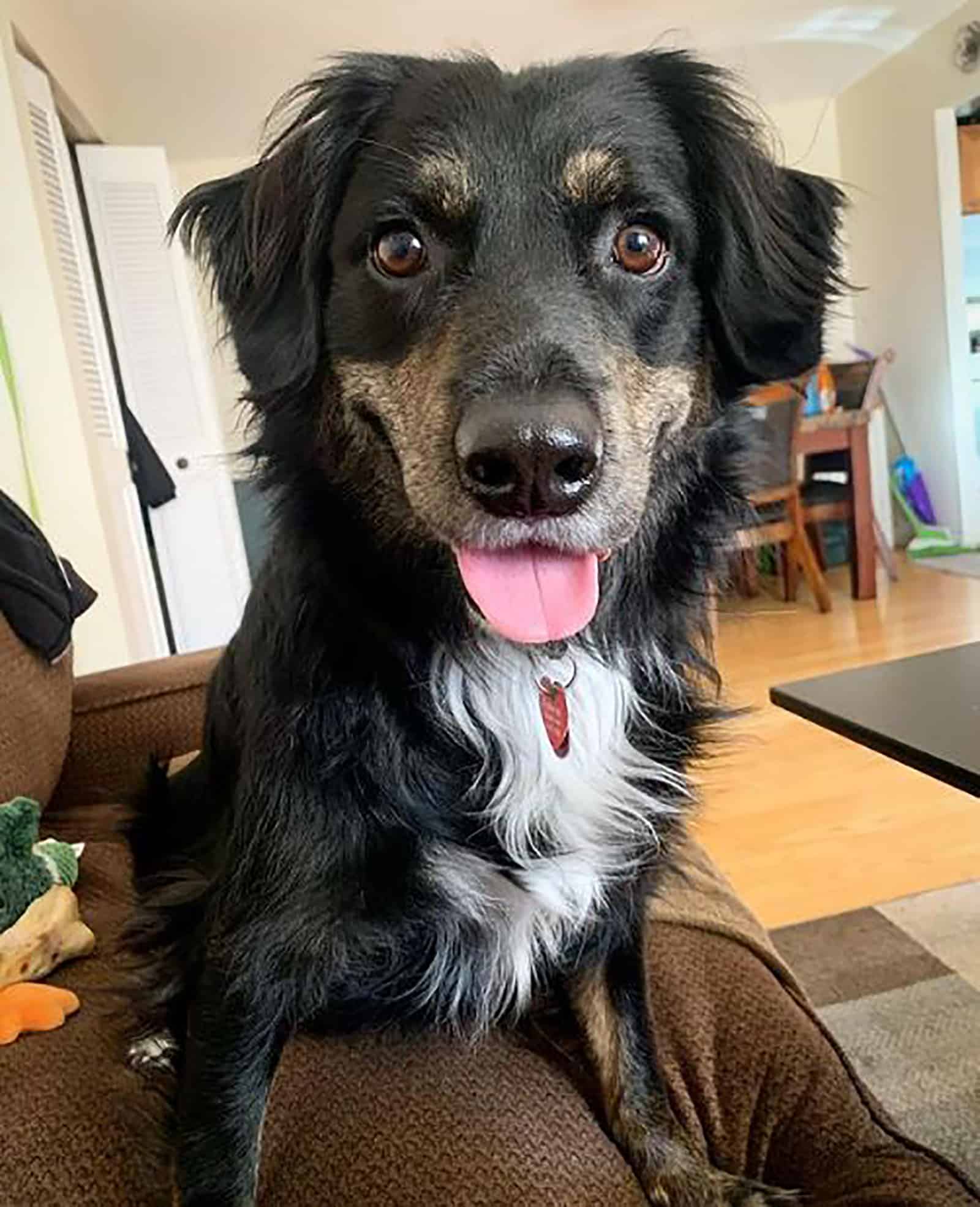 perro aussie rottie sentado en el sofá