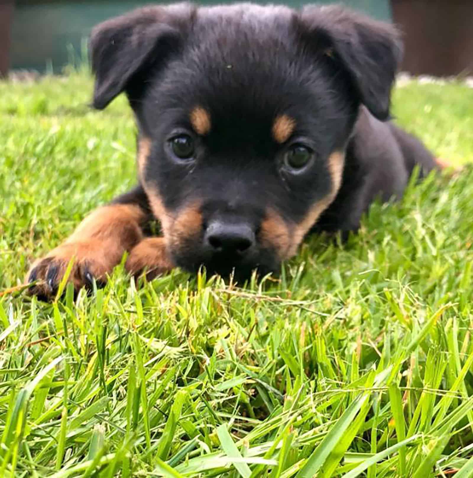 cachorro aussie rottie acostado en el césped en el parque