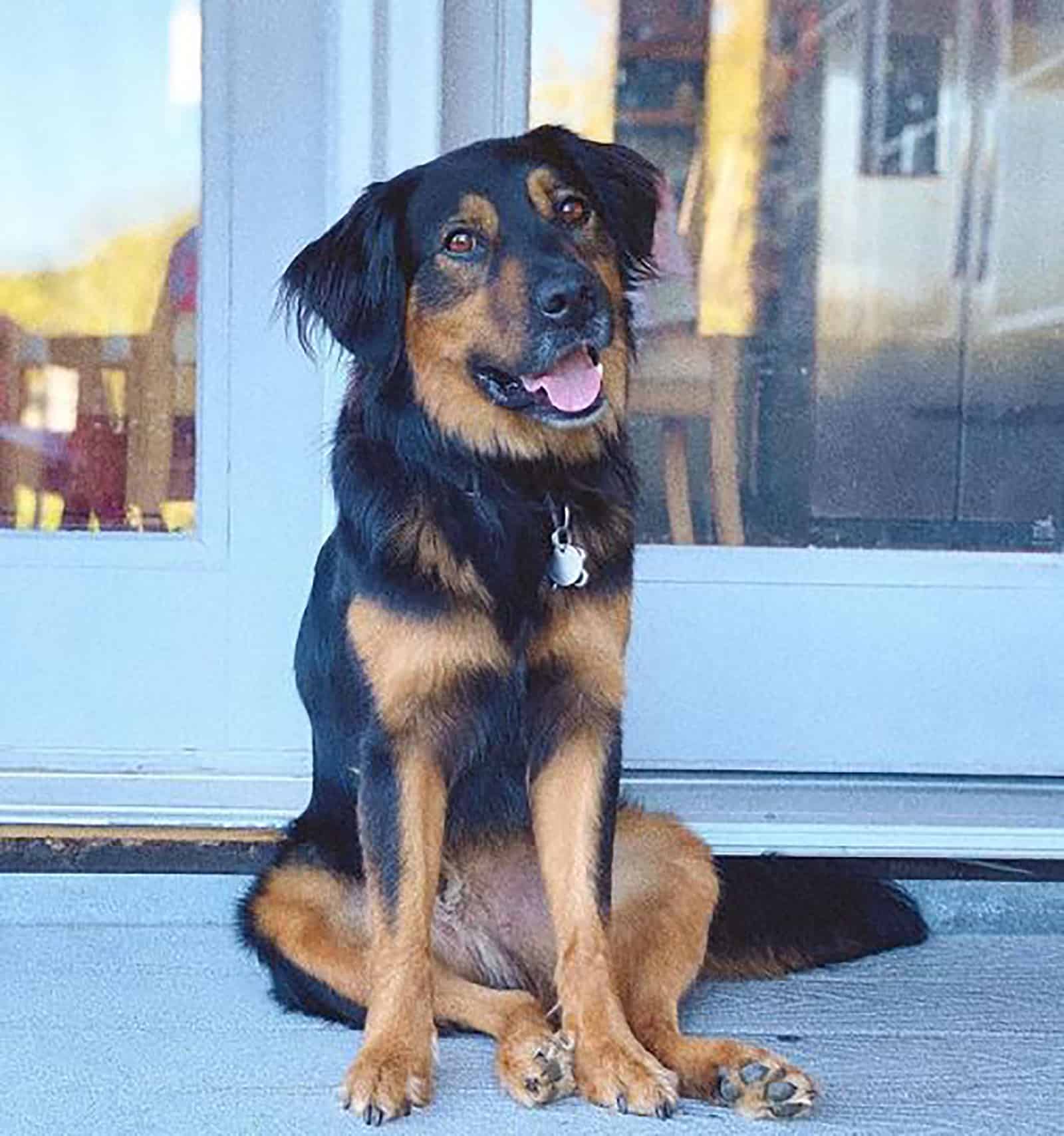 perro aussie rottie sentado en la puerta principal