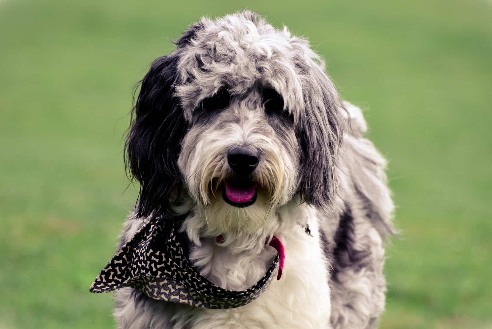 hermoso aussiedoodle de cerca