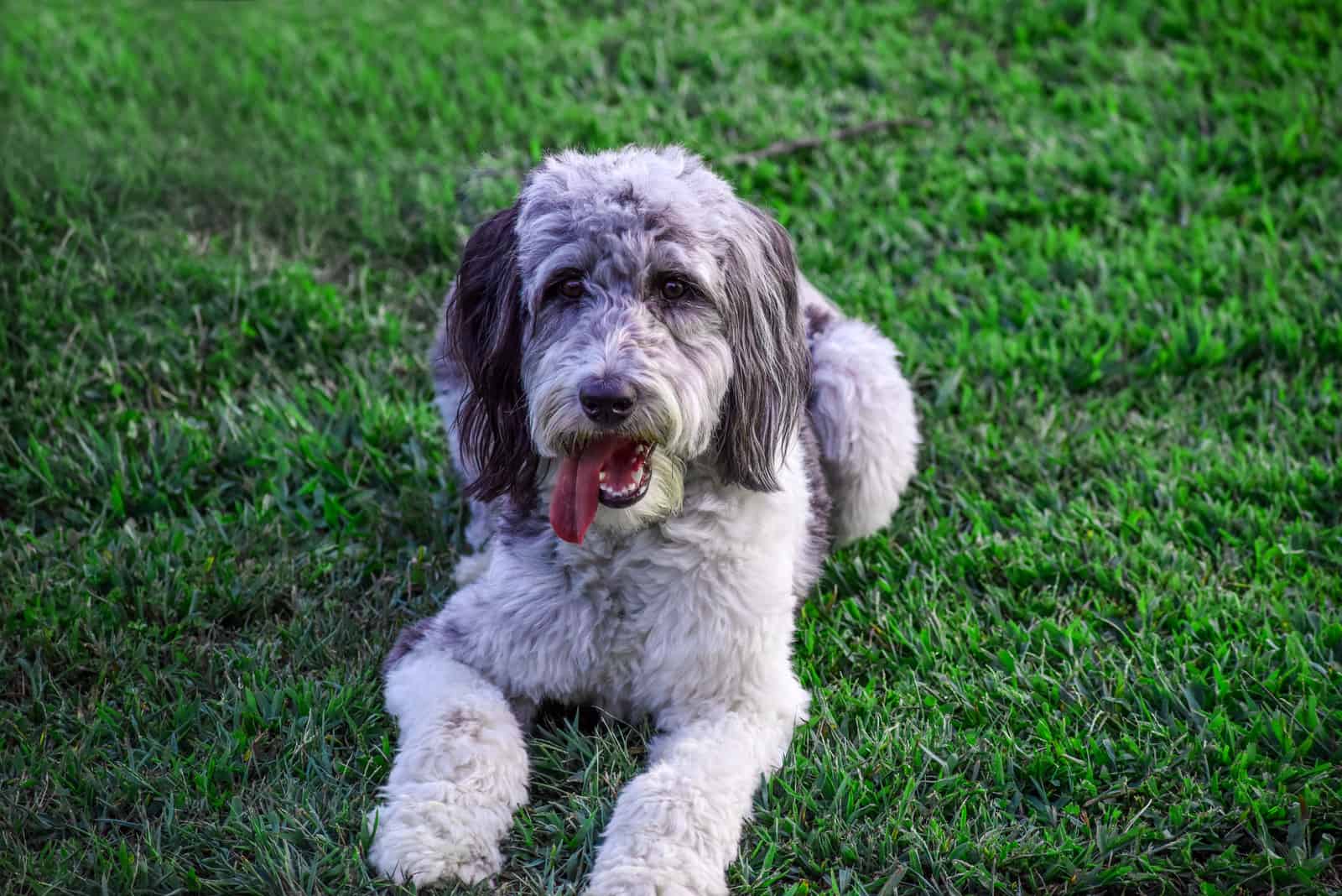 aussiedoodle acostado al aire libre