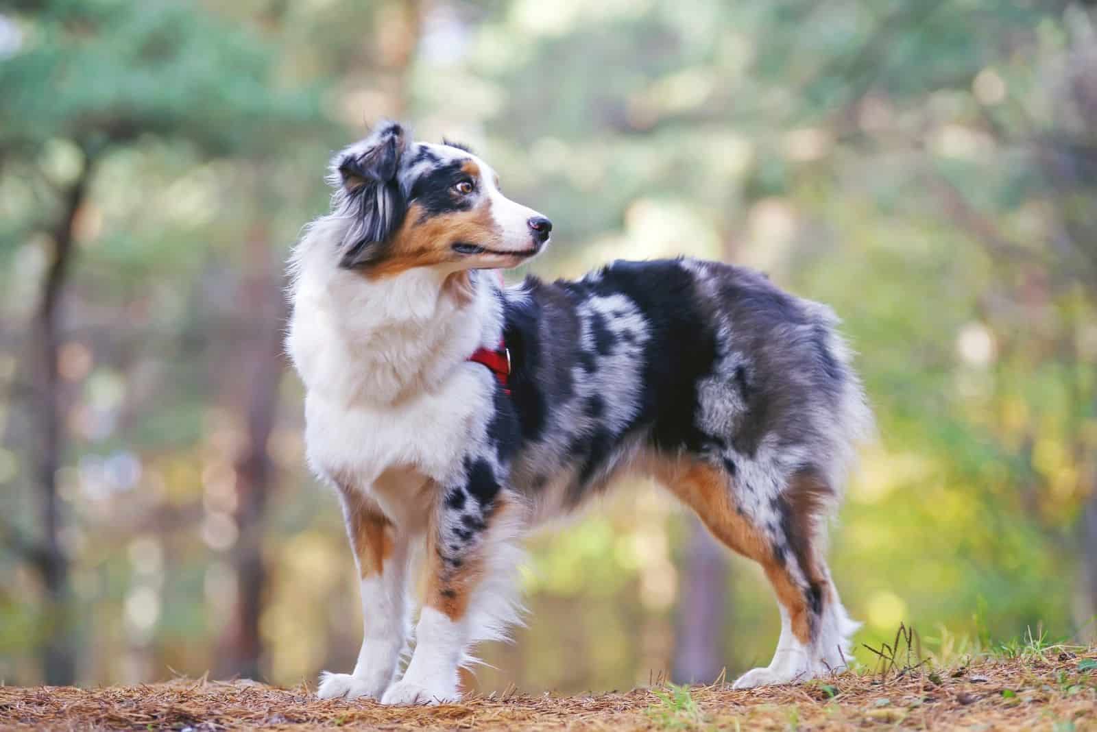 perro pastor australiano con arnés en el bosque