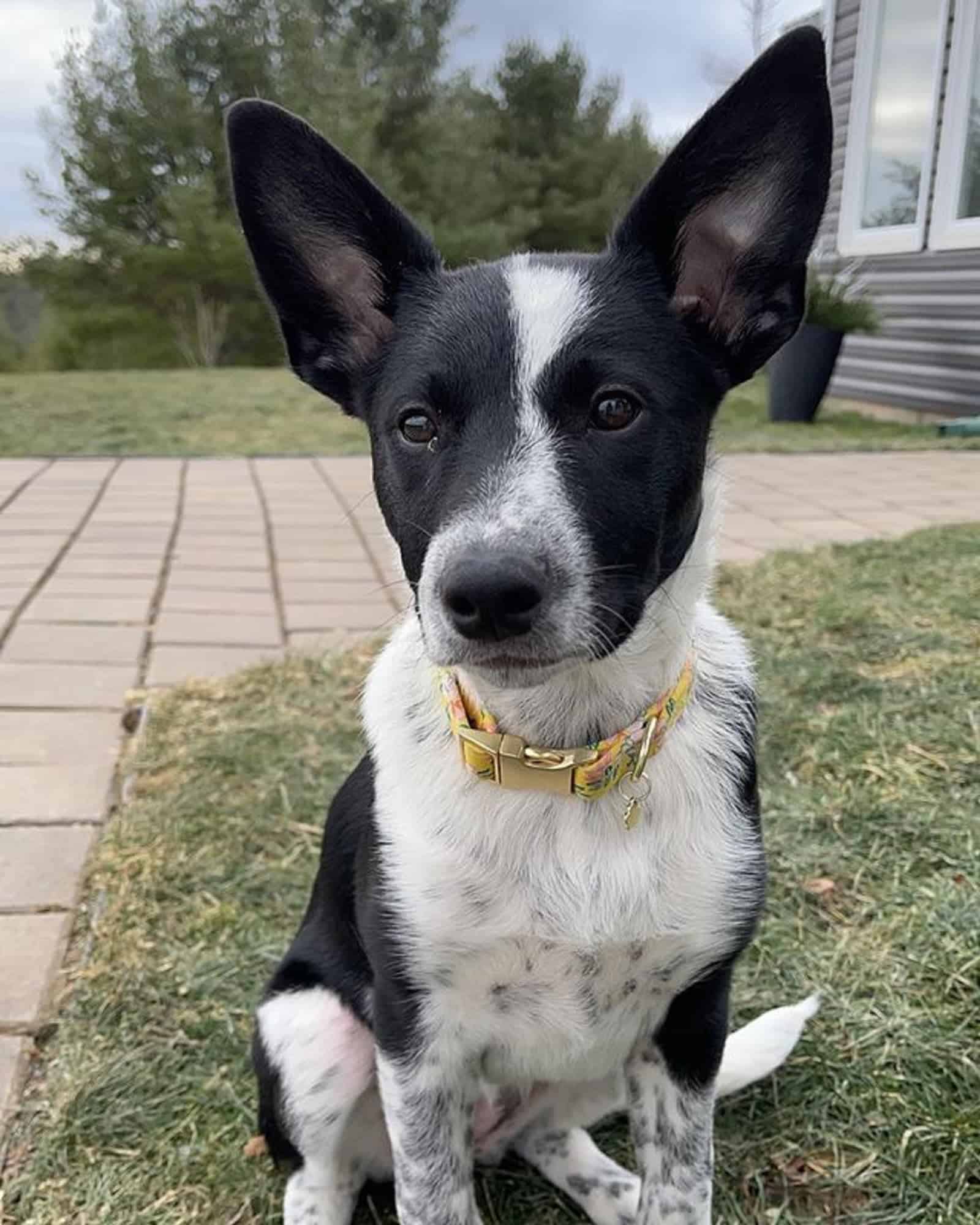 perro de ganado australiano y perro kelpie australiano sentado en el patio