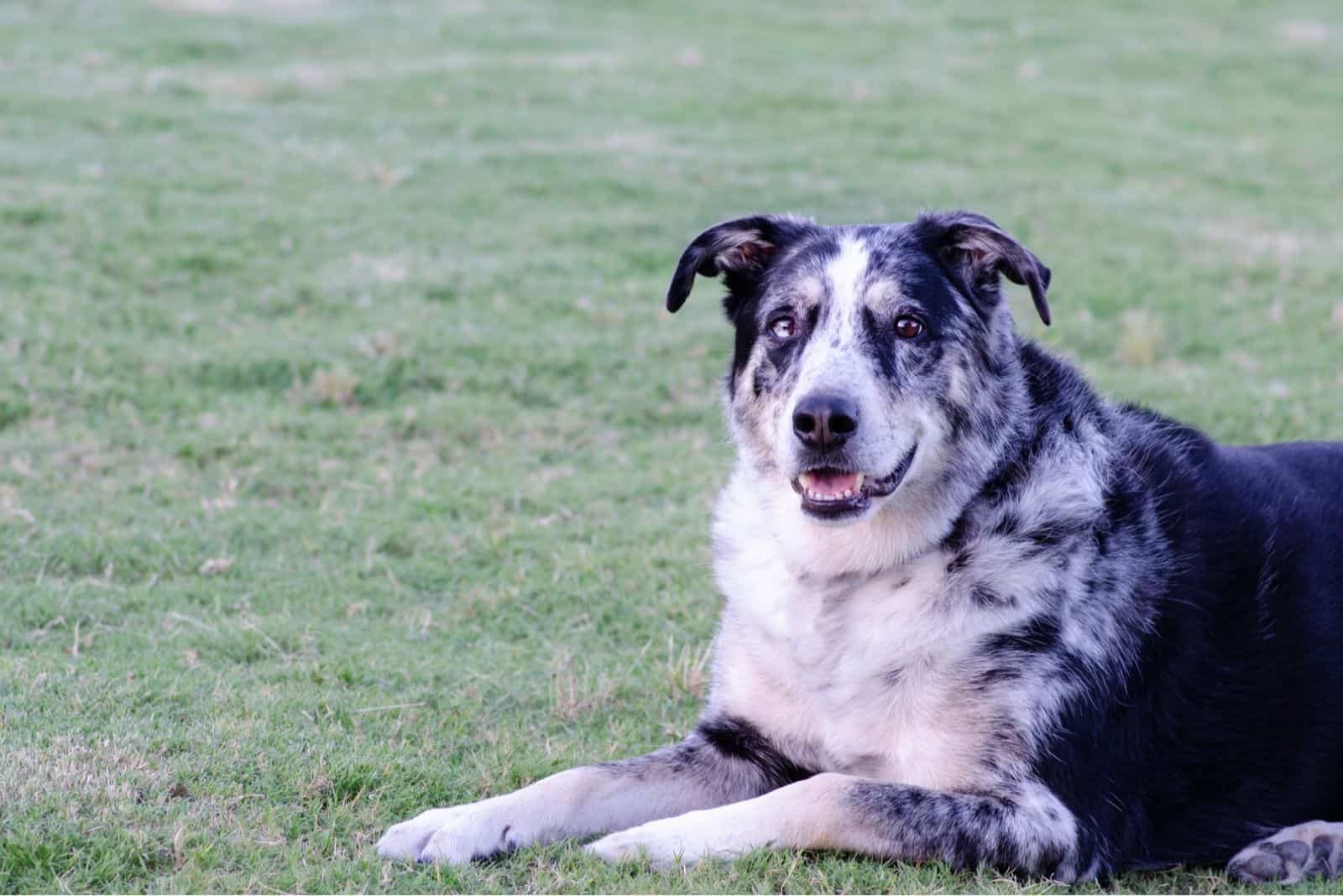 perro mezcla de pastor australiano alemán acostado en el suelo