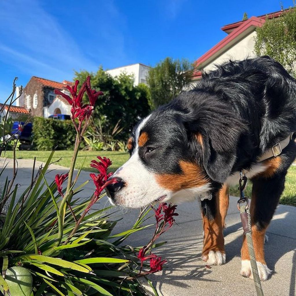 mezcla de pastor australiano y perro de montaña de Bernese oliendo flores en el patio