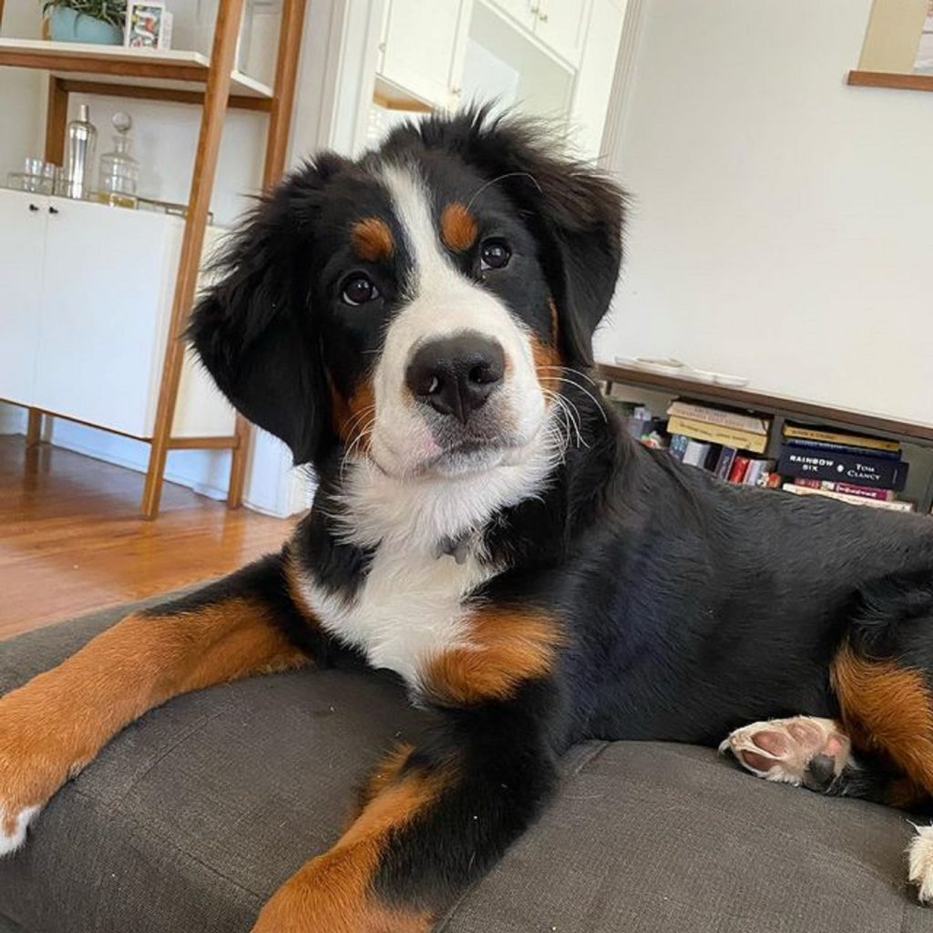 pastor australiano mezcla de Bernese mirando a la cámara y acostado en el sofá