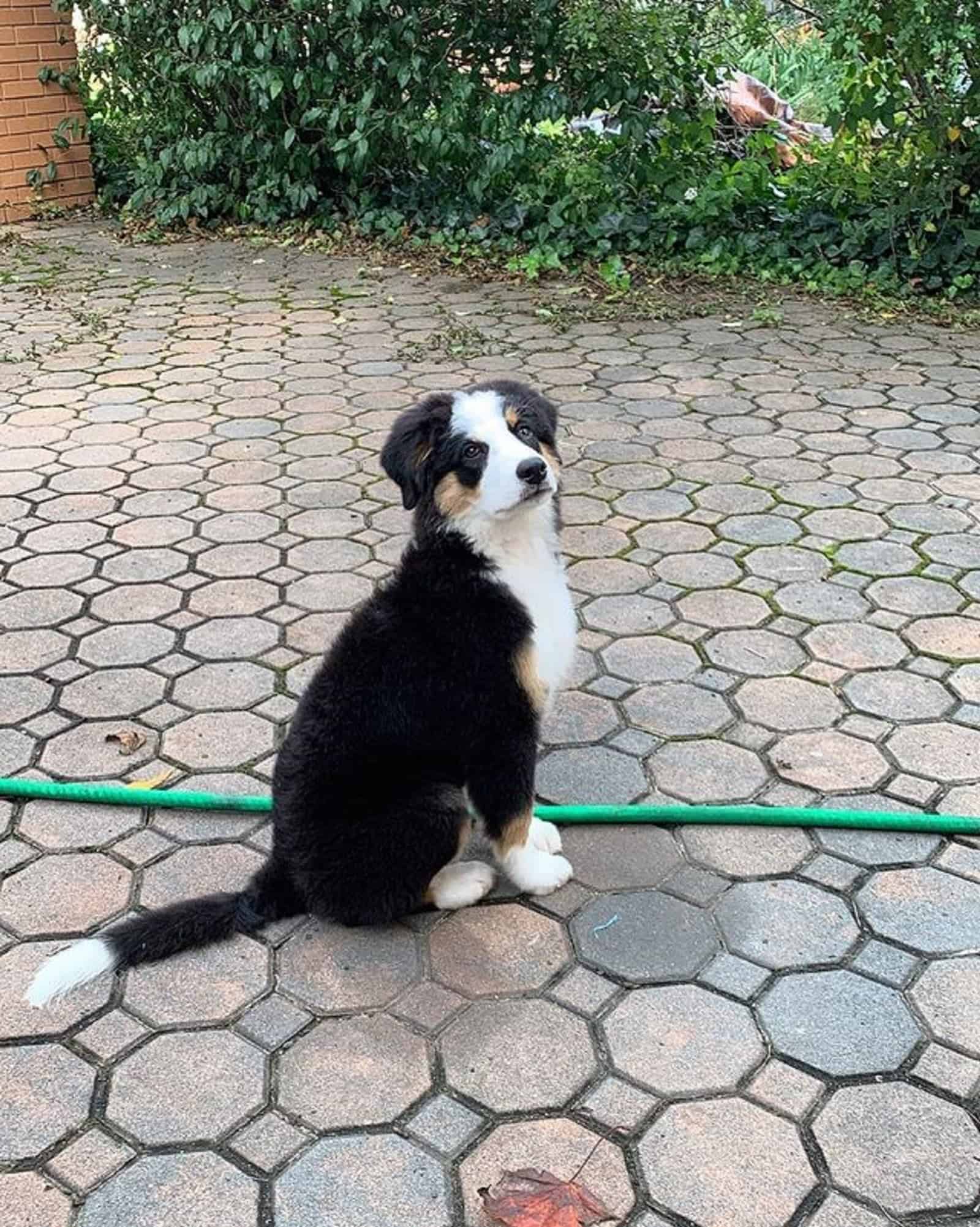 mezcla de pastor australiano y perro de montaña de Bernese en el patio