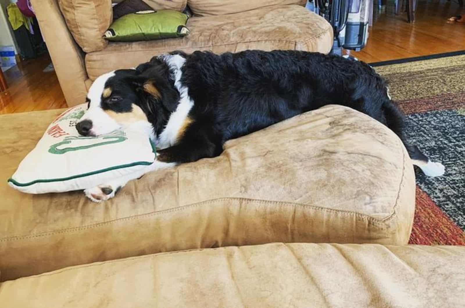 pastor australiano mezcla de Bernese descansando en el sofá