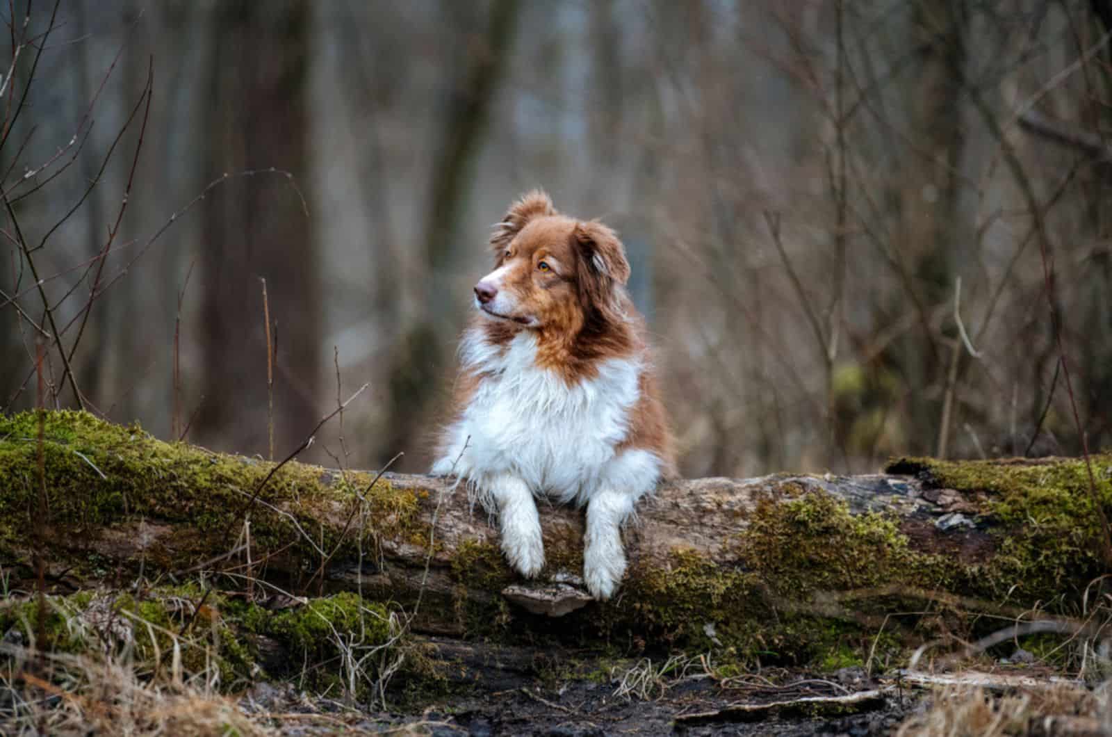 pastor australiano en la naturaleza