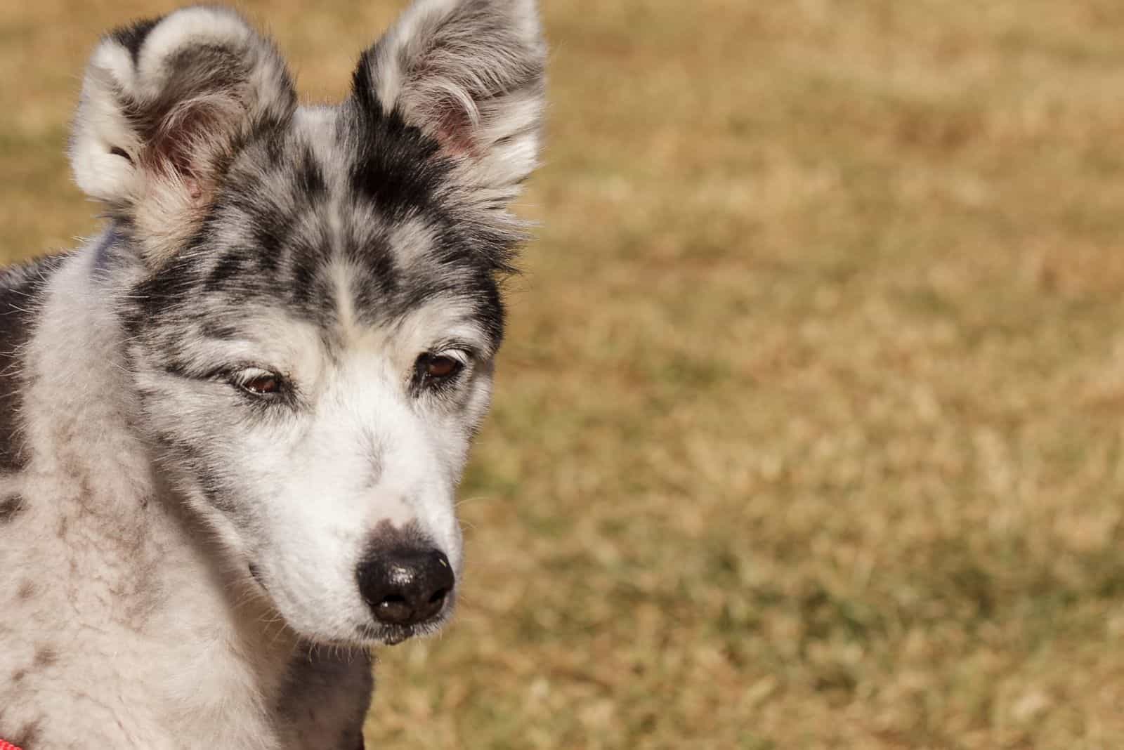 perro mezcla de pastor australiano al margen de la imagen