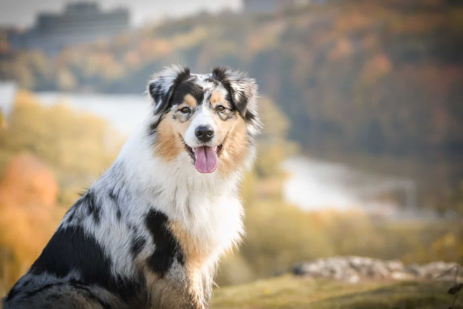 pastor australiano fotografiado en la naturaleza