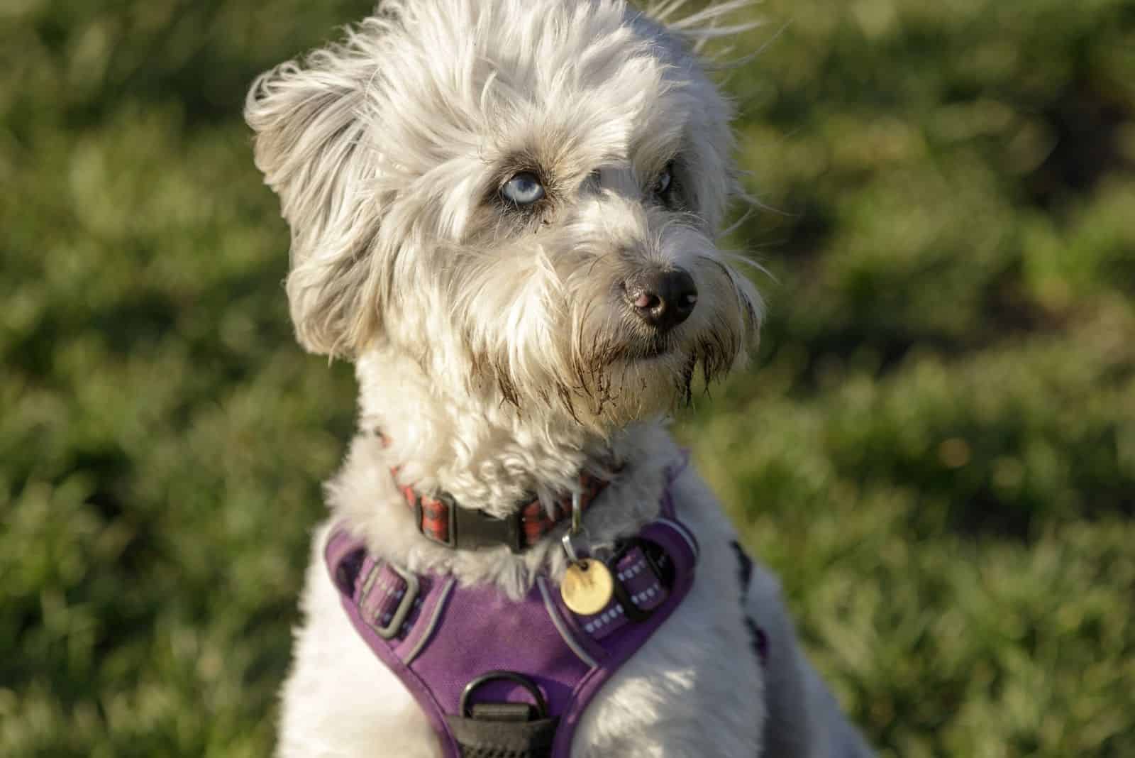 mezcla de perro pastor australiano y poodle con arnés en el pecho