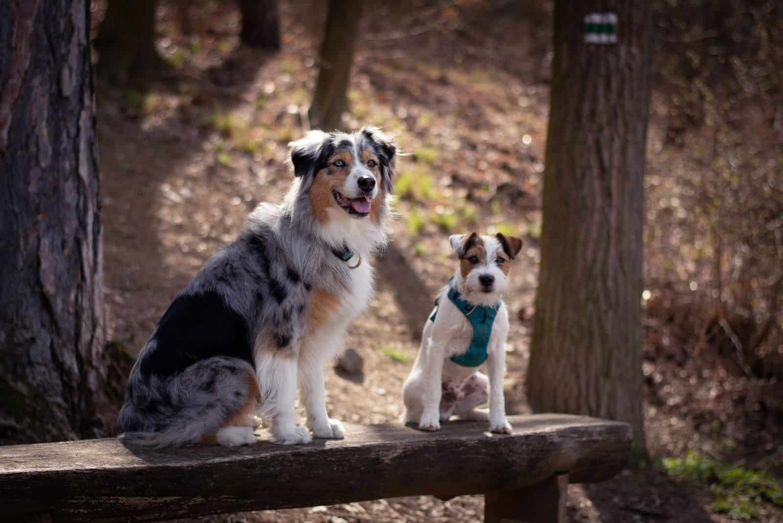 pastor australiano de pie junto a un jack russell terrier en un tronco en el bosque