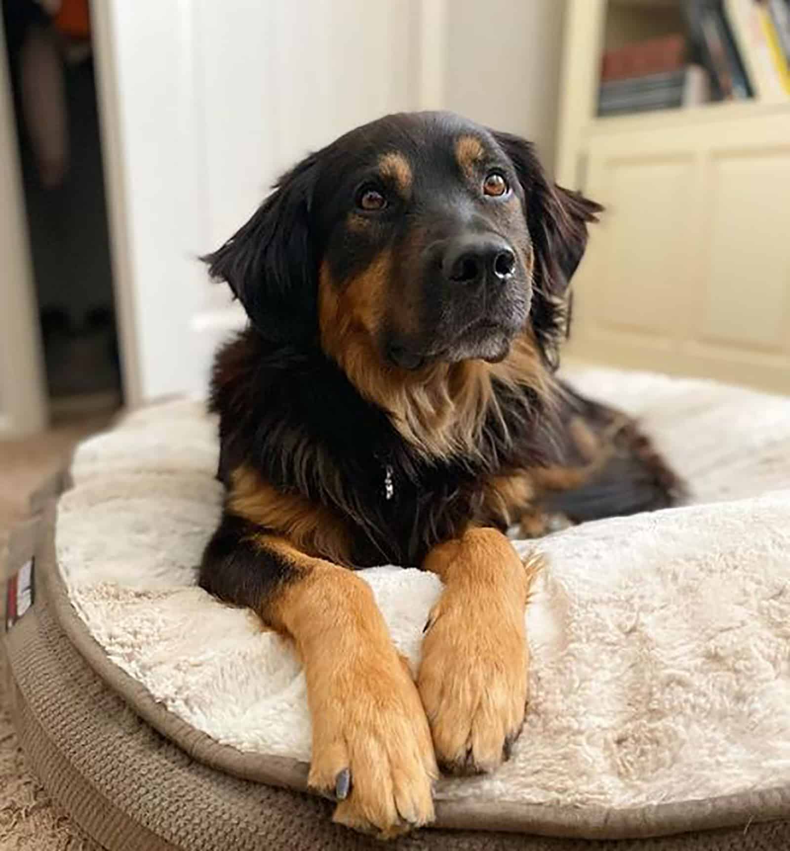 perro pastor australiano rottweiler acostado en su cama en interiores