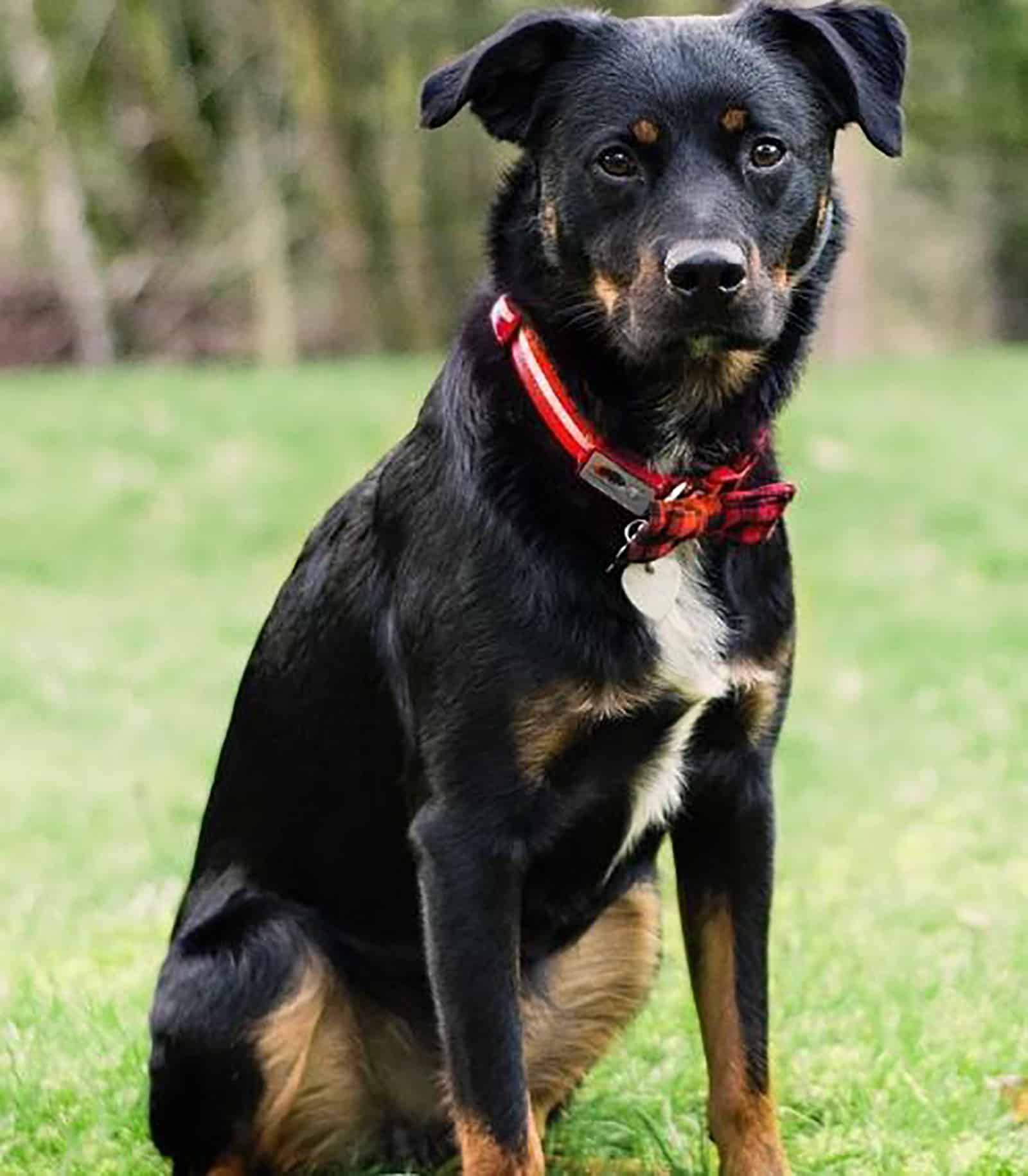 perro mezcla de pastor australiano rottweiler sentado en el césped en el parque