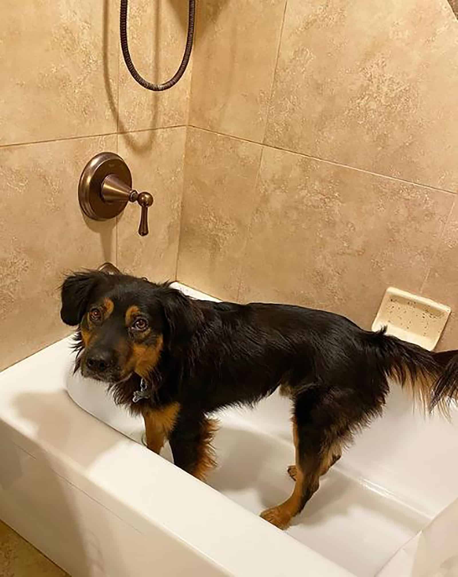 perro pastor australiano rottweiler de pie en la bañera en el baño