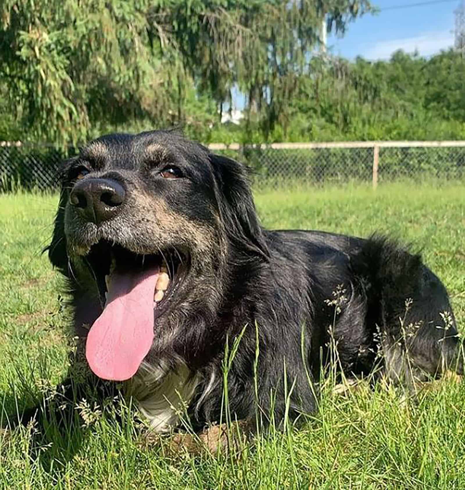 perro mezcla de pastor australiano y rottweiler descansando en el césped en el parque
